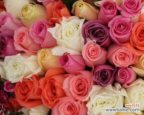 多色玫瑰花束的寓意是什么？多颗玫瑰代表什么意义？