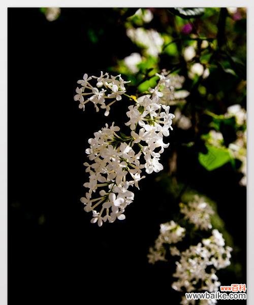 冰晶花的黑色调代表什么意义？