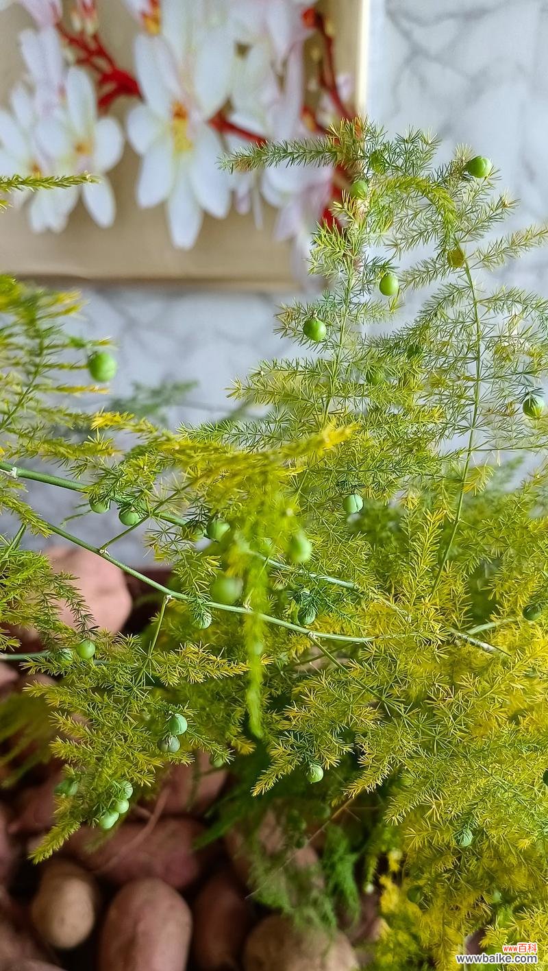 寓意幸福美满一辈子的花是什么？它象征着什么？