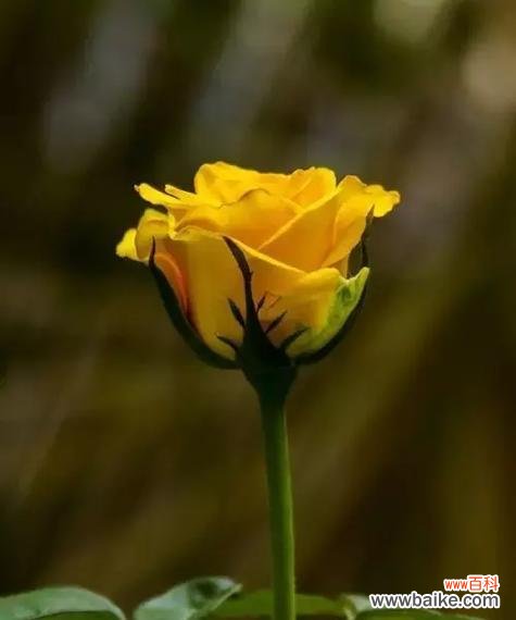 哪种花象征着悲惨爱情？它的故事是什么？