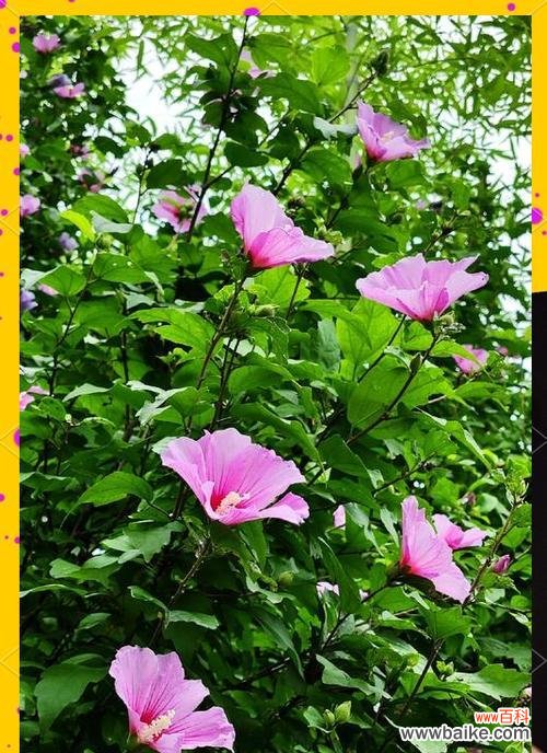 哪种花象征着悲惨爱情？它的故事是什么？