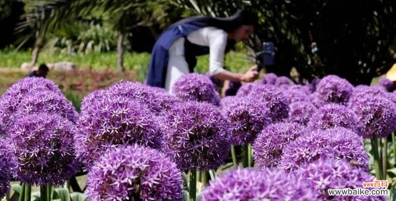 紫色寓意开朗的花有哪些？