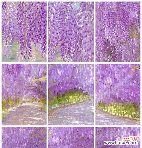 紫色寓意开朗的花有哪些？