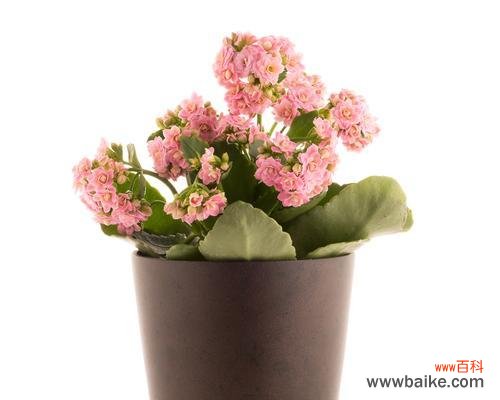 搬家时送什么花寓意好?搬家礼物中花卉的象征意义是什么?