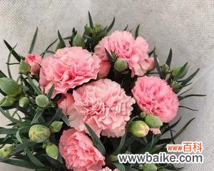 探索康乃馨的美丽与寓意 康乃馨的花语及象征意义