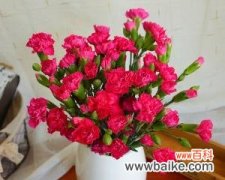 探索康乃馨的美丽与寓意 康乃馨的花语及象征意义