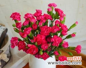 探索康乃馨的美丽与寓意 康乃馨的花语及象征意义