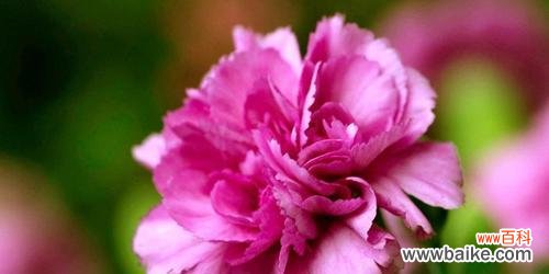 探索康乃馨的寓意与文化价值 康乃馨的意义与象征