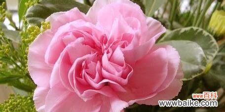 纯洁 康乃馨的意义和象征