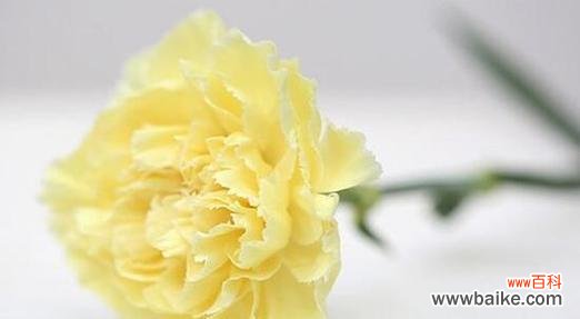 康乃馨传递的爱 以十朵康乃馨代表的花语之美