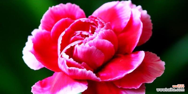 康乃馨传递的爱 以十朵康乃馨代表的花语之美