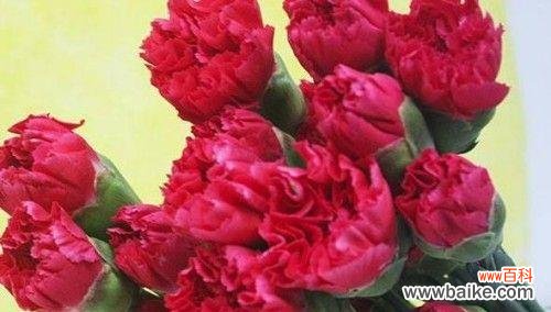 康乃馨 康乃馨花的象征意义与传承