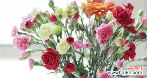 康乃馨 康乃馨花的象征意义与传承