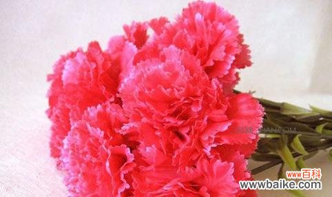 传递深情的花语与浪漫美丽的爱情 康乃馨花语与美丽爱情的诠释