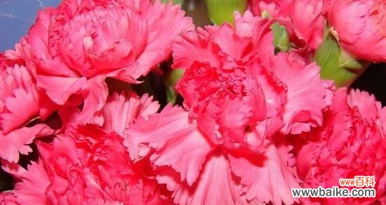 传递深情的花语与浪漫美丽的爱情 康乃馨花语与美丽爱情的诠释