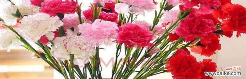 传递深情的花语与浪漫美丽的爱情 康乃馨花语与美丽爱情的诠释