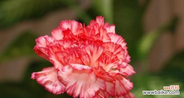 传递真挚情感的康乃馨 康乃馨花语与寓意