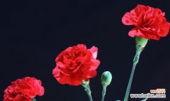 传递真挚情感的康乃馨 康乃馨花语与寓意