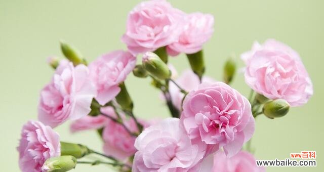 传递真挚情感的康乃馨 康乃馨花语与寓意