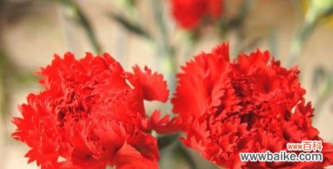 康乃馨花语的神秘意义与浪漫韵味 康乃馨的花语与寓意