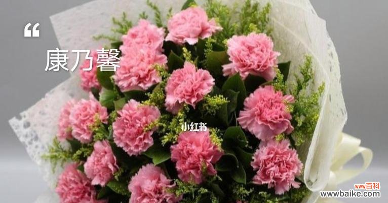 探索康乃馨的花语之美 康乃馨花语的深意