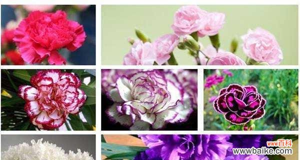 探索康乃馨的花语之美 康乃馨花语的深意