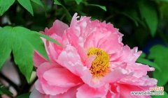 探寻牡丹花的内涵与传说 牡丹花的象征意义