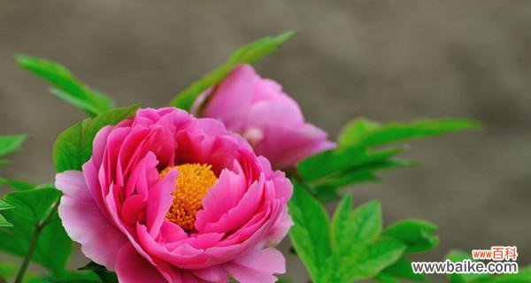探寻牡丹花的内涵与传说 牡丹花的象征意义