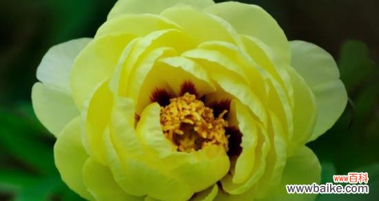 探寻牡丹花的深层内涵与象征意义 牡丹花的花语与寓意——花开富贵，美丽不凡