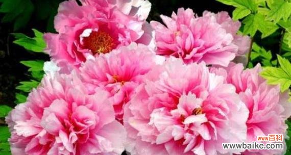 探寻牡丹花的特点和深远的象征意义 牡丹花