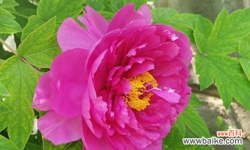 探寻牡丹花的特点和深远的象征意义 牡丹花