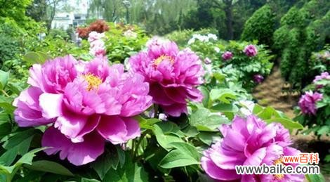 探寻牡丹花的特点和深远的象征意义 牡丹花