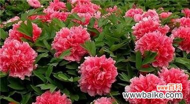 探索牡丹花的花语与象征 牡丹花的美丽与寓意