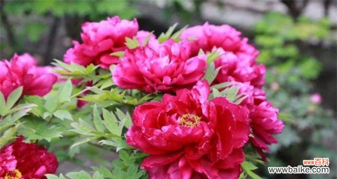 探索牡丹花的花语与象征 牡丹花的美丽与寓意