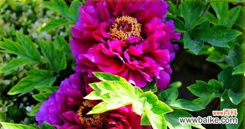 探寻牡丹花的深层内涵 牡丹花的寓意
