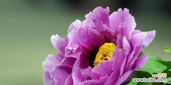 了解野牡丹花语 探索以巴西野牡丹花语之美