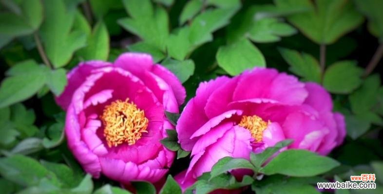 了解野牡丹花语 探索以巴西野牡丹花语之美