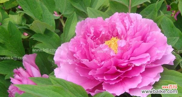 牡丹花 牡丹花的花语及象征意义