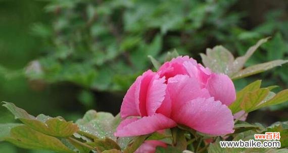 牡丹花 牡丹花的花语及象征意义