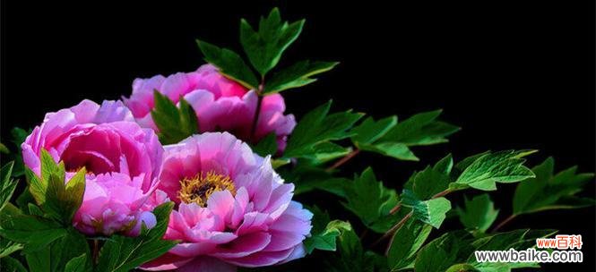 揭示牡丹花的文化内涵和传统象征 牡丹花的寓意与象征——美丽与荣耀