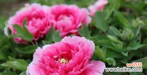 揭示牡丹花的文化内涵和传统象征 牡丹花的寓意与象征——美丽与荣耀