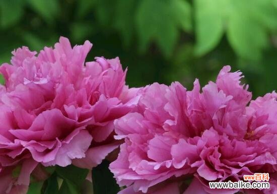 花开富贵 牡丹花的象征意义及寓意剖析