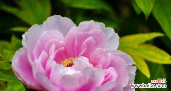 牡丹花语传递的美丽与力量 牡丹花语的象征与寓意