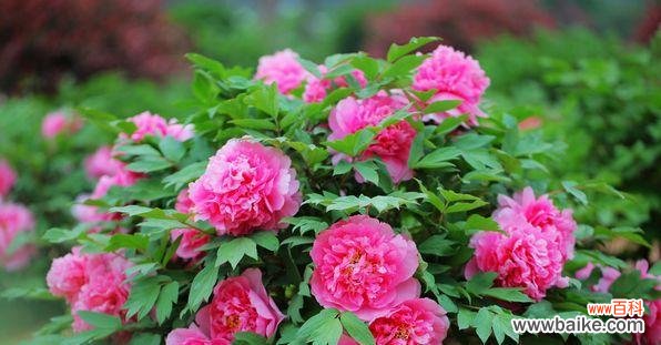 牡丹花语传递的美丽与力量 牡丹花语的象征与寓意