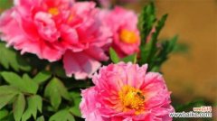 花开富贵的象征与深意 牡丹花语