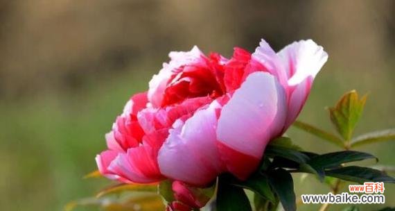 探寻牡丹花的象征意义及文化内涵 牡丹花语