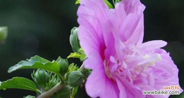 揭秘木槿花的灵性与吉祥 木槿