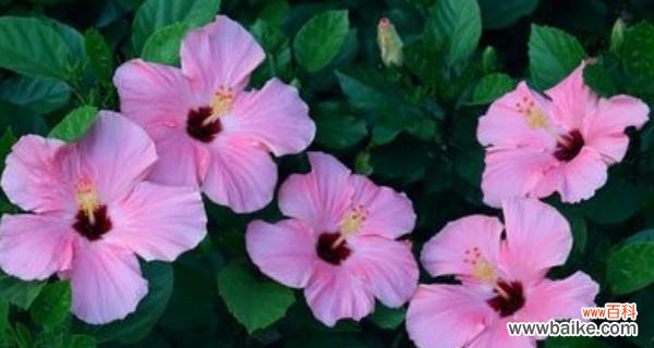 揭秘木槿花的灵性与吉祥 木槿