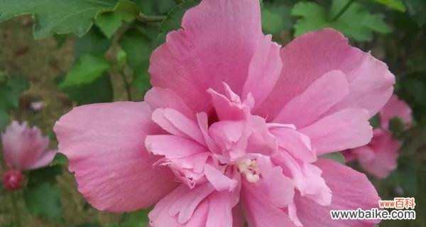 揭秘木槿花的灵性与吉祥 木槿