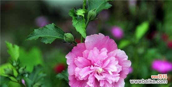 木槿花的美丽与内涵 木槿花的花语与象征意义